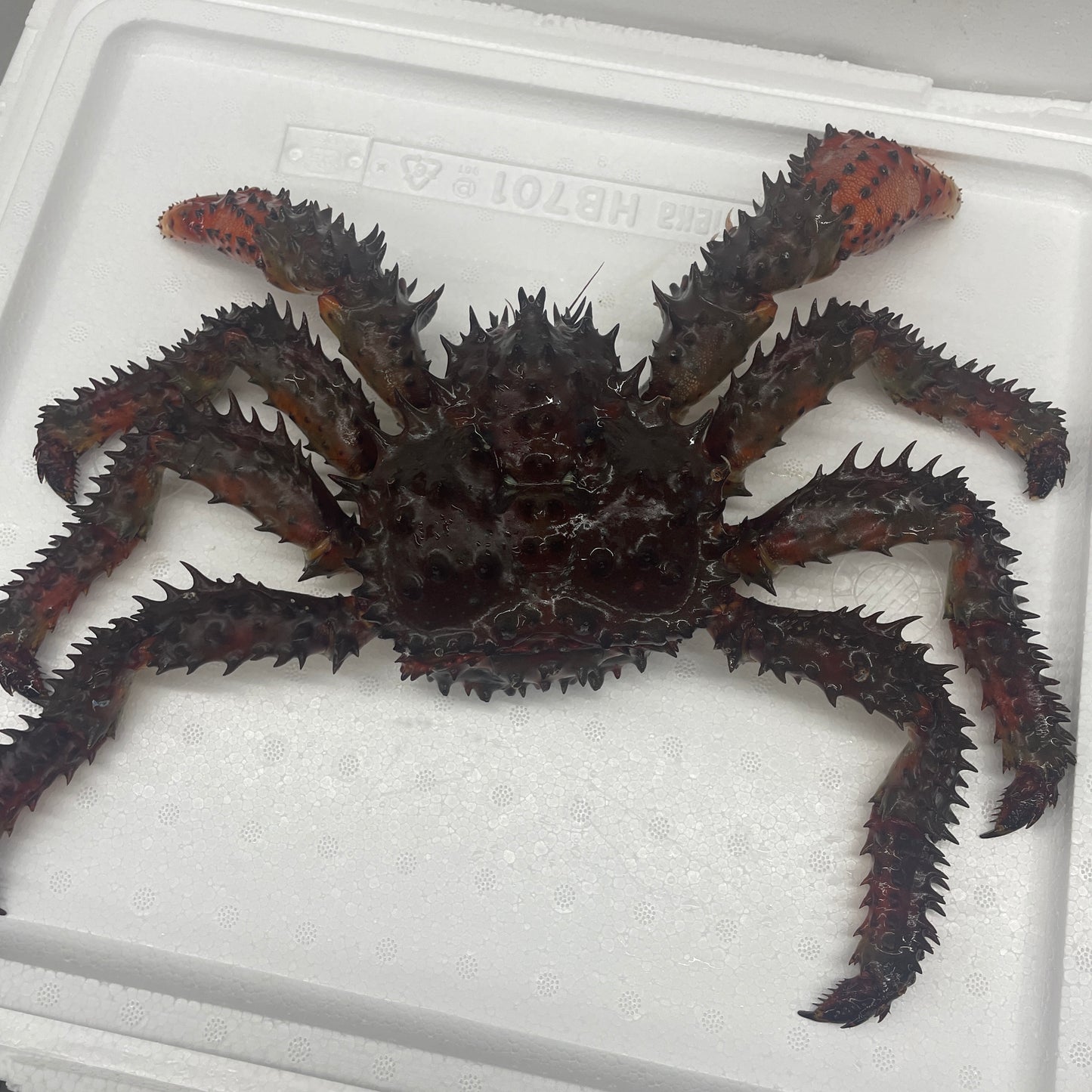 【北海道・釧路産】ふわ溶け花咲蟹のグラタンキッシュ