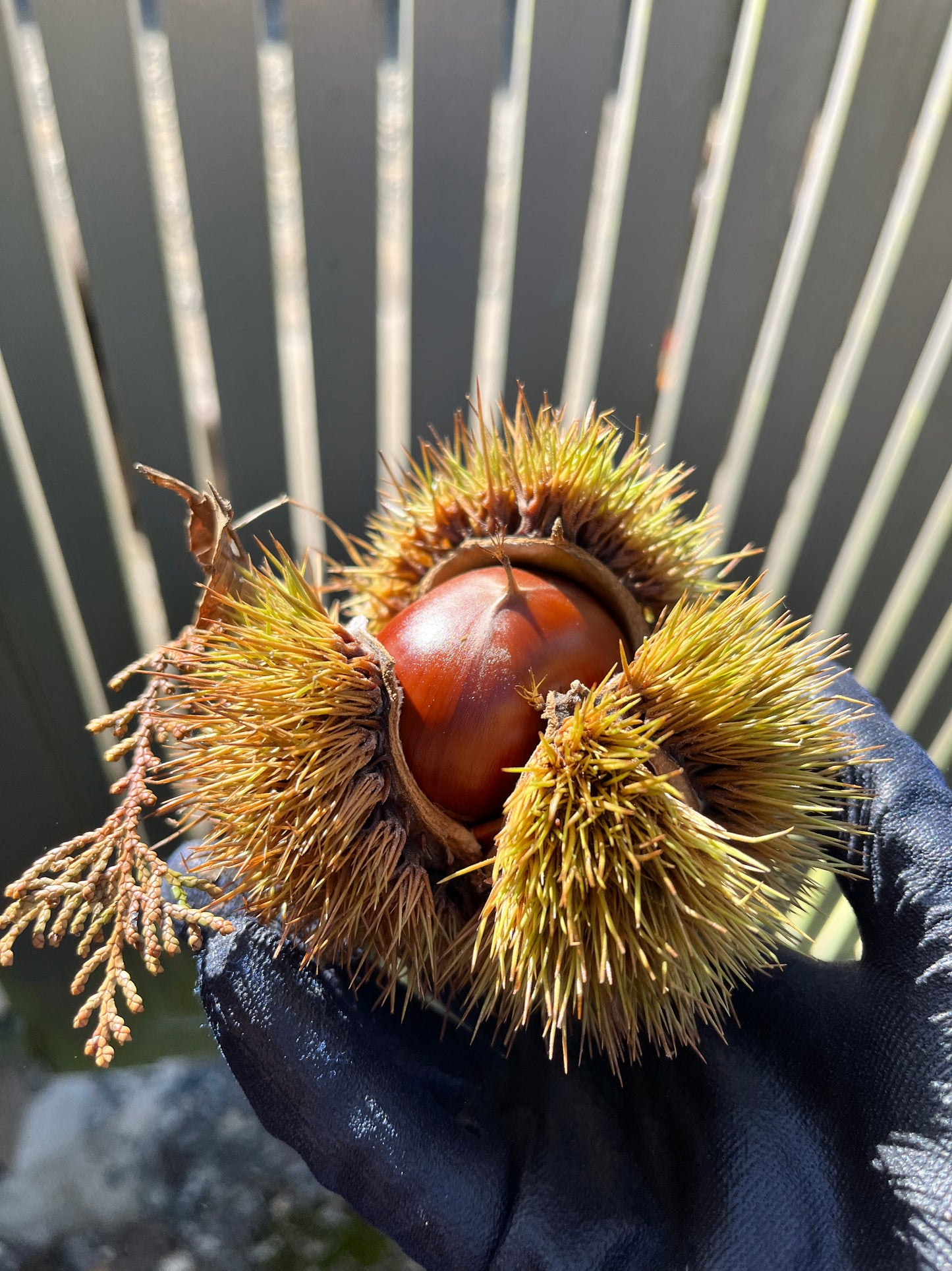 能勢の銀寄栗と鶏ごぼうの白味噌香る和キッシュ